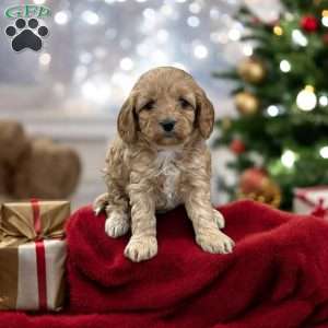 Odell, Cavapoo Puppy